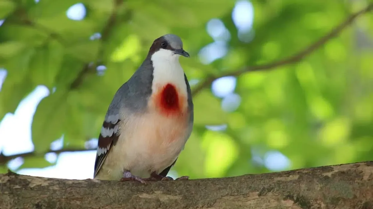 Read some interesting Luzon bleeding-heart facts