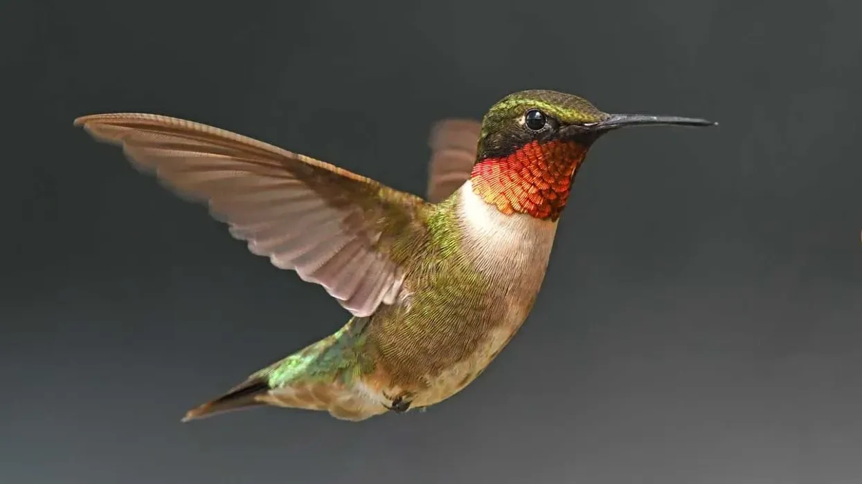Read some interesting ruby-throated hummingbird facts here