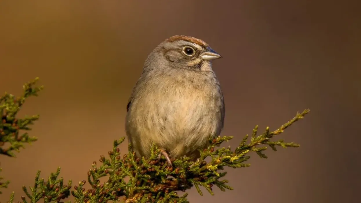 Read some interesting rufous-crowned sparrow facts here.