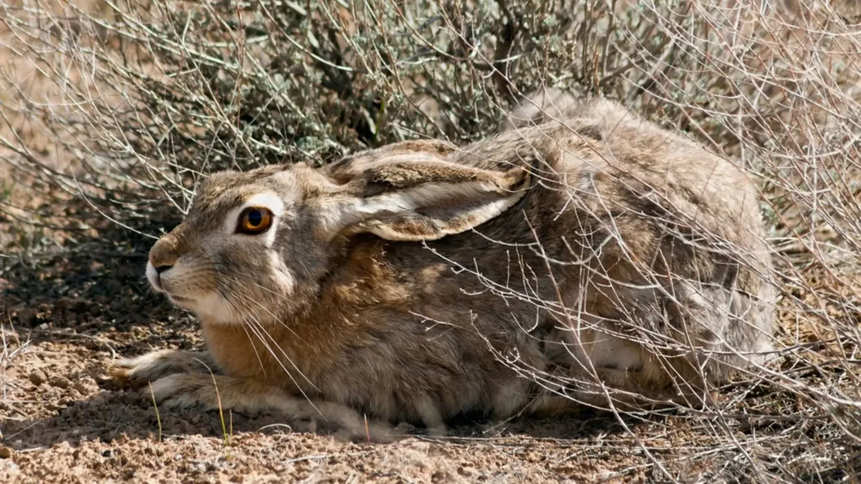 Read some interesting Tolai hare facts here.