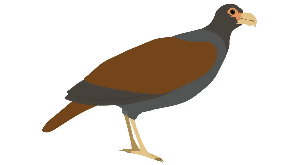 Read some interesting tooth-billed pigeon facts on our website
