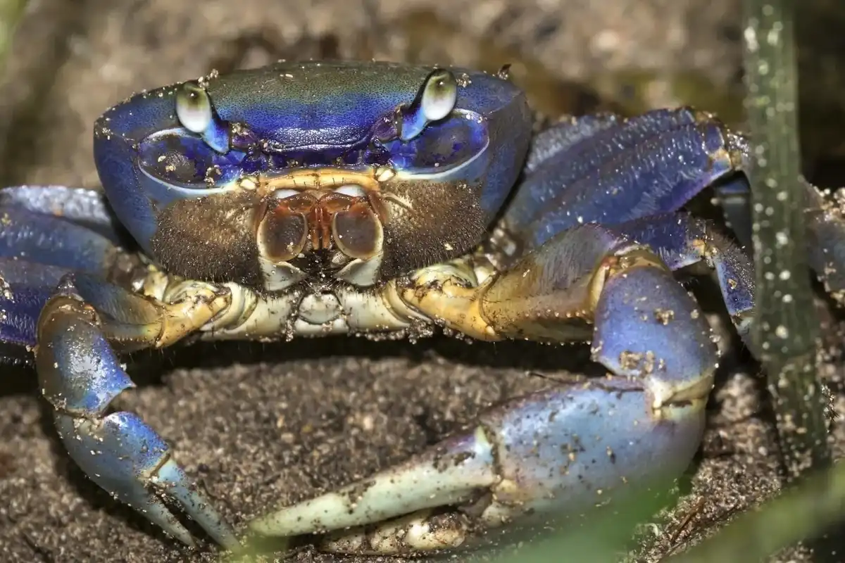 Read some mind-blowing blue land crab facts.