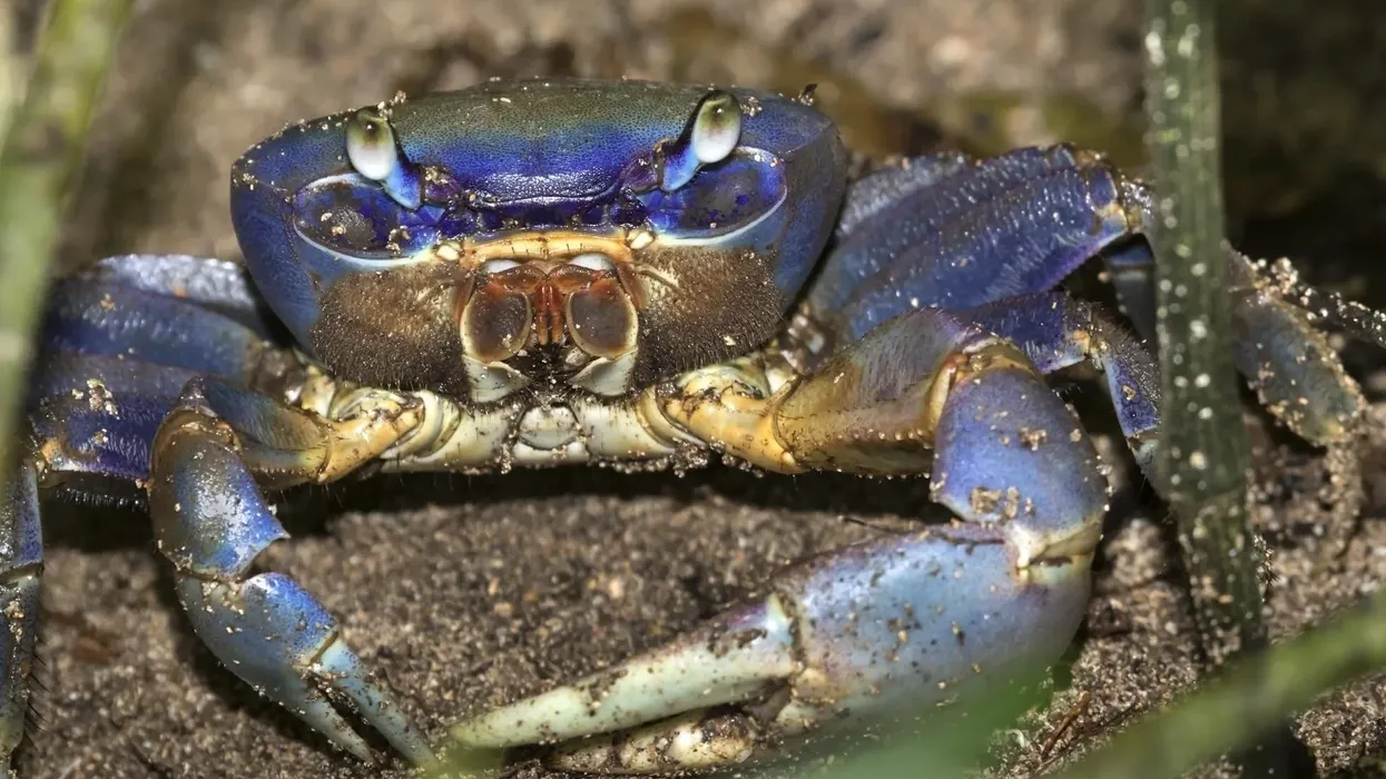 Read some mind-blowing blue land crab facts.
