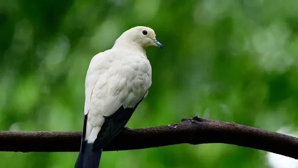 Read some pied imperial pigeon facts.