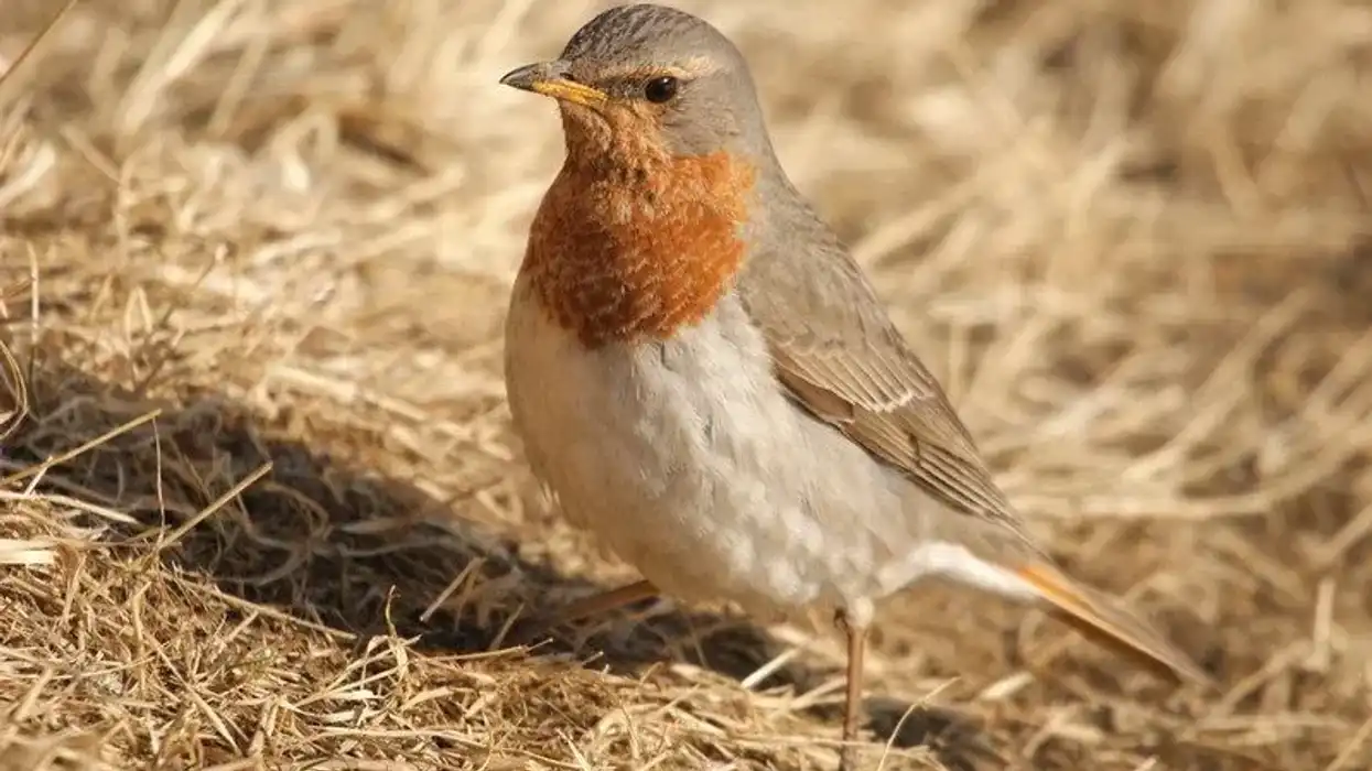 Read some red-throated thrush facts.
