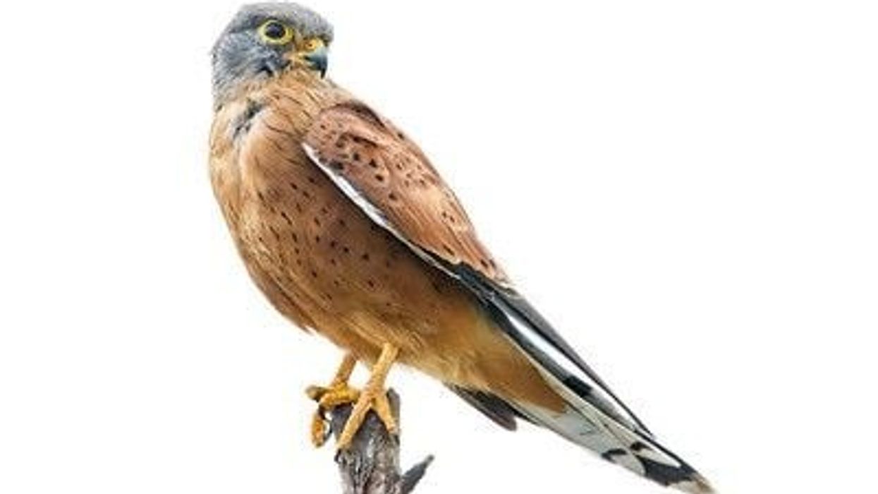 Read some rock kestrel facts here, the most common falcon in southern Africa.