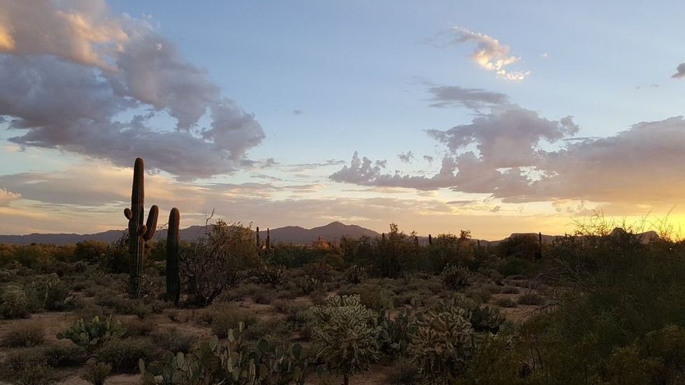 Read Sonoran desert facts to learn more about Palm Springs and the saguaro cactus of the desert.