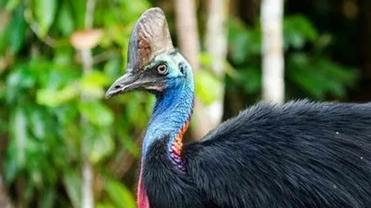 Read southern cassowary facts about the bird found in New Guinea, Indonesia, and Australia.