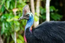 Read southern cassowary facts about the bird found in New Guinea, Indonesia, and Australia.