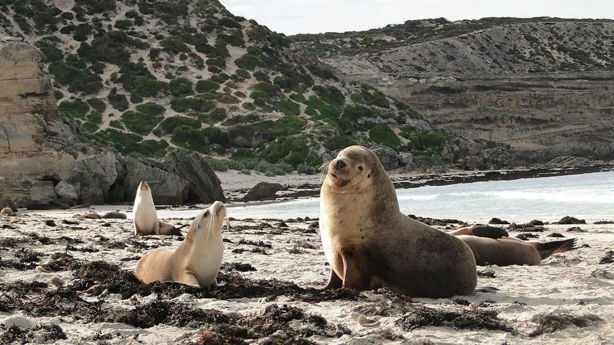 Read the following Australian sea lion facts