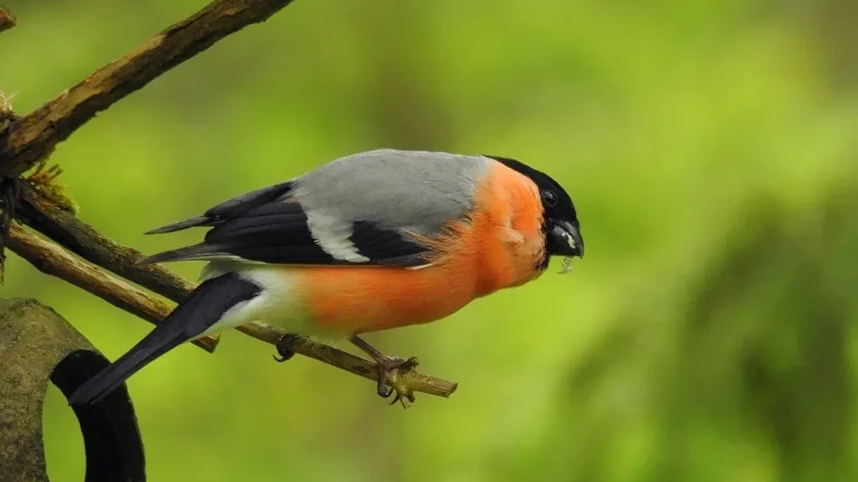Read the following Eurasian bullfinch's facts such as it ranges from Europe to Asia and Japan.