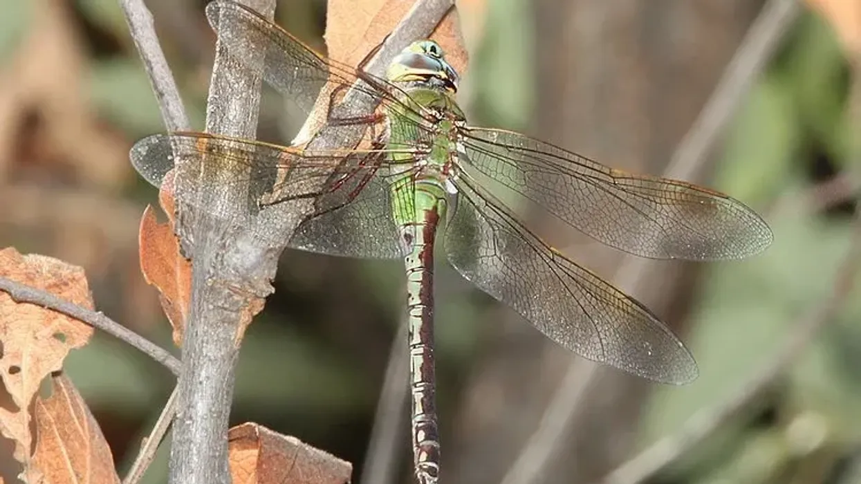 Read the following interesting common green darner facts.