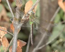 Read the following interesting common green darner facts.