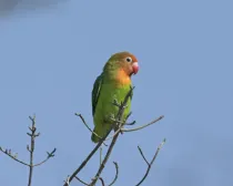 Read the following Lilian's lovebird facts.