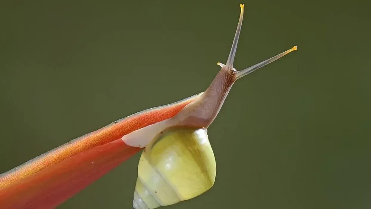Read the following Partula snail facts.