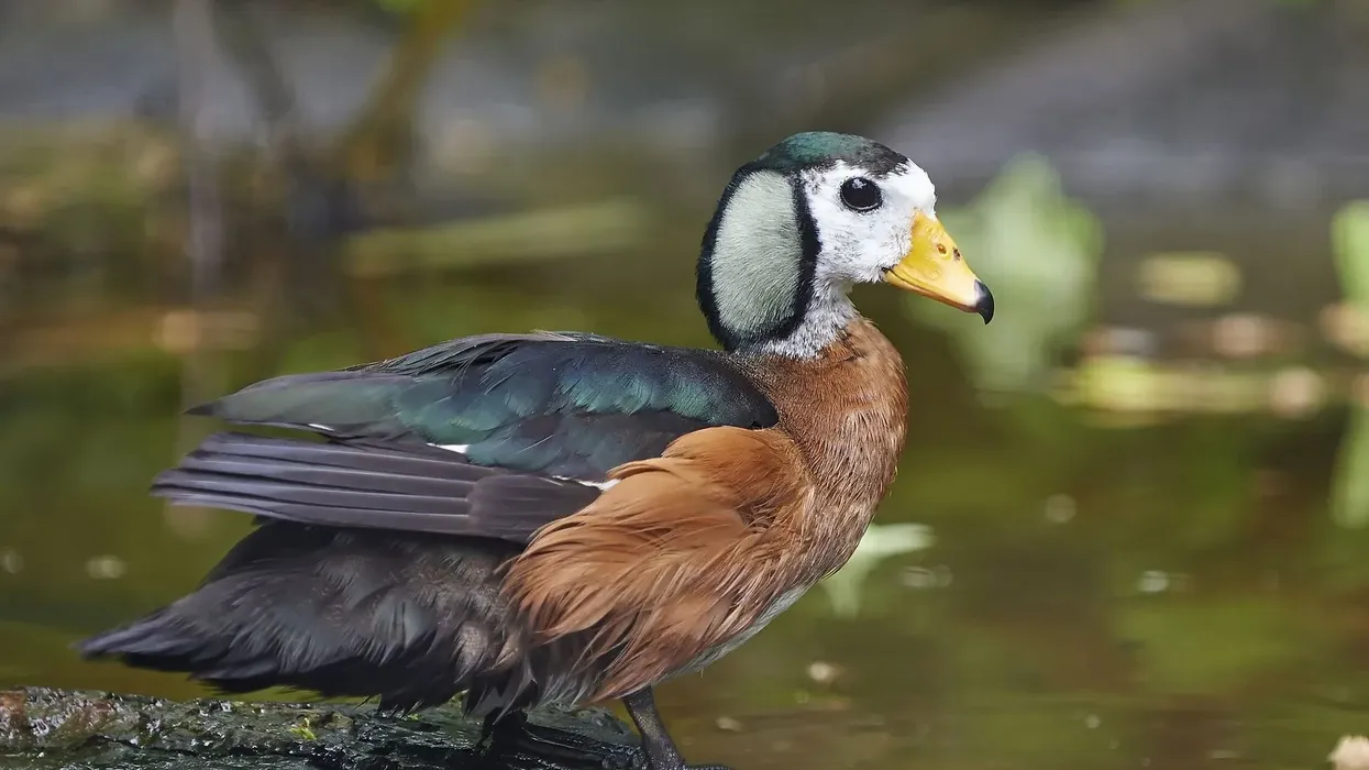 Read the following pygmy goose facts.