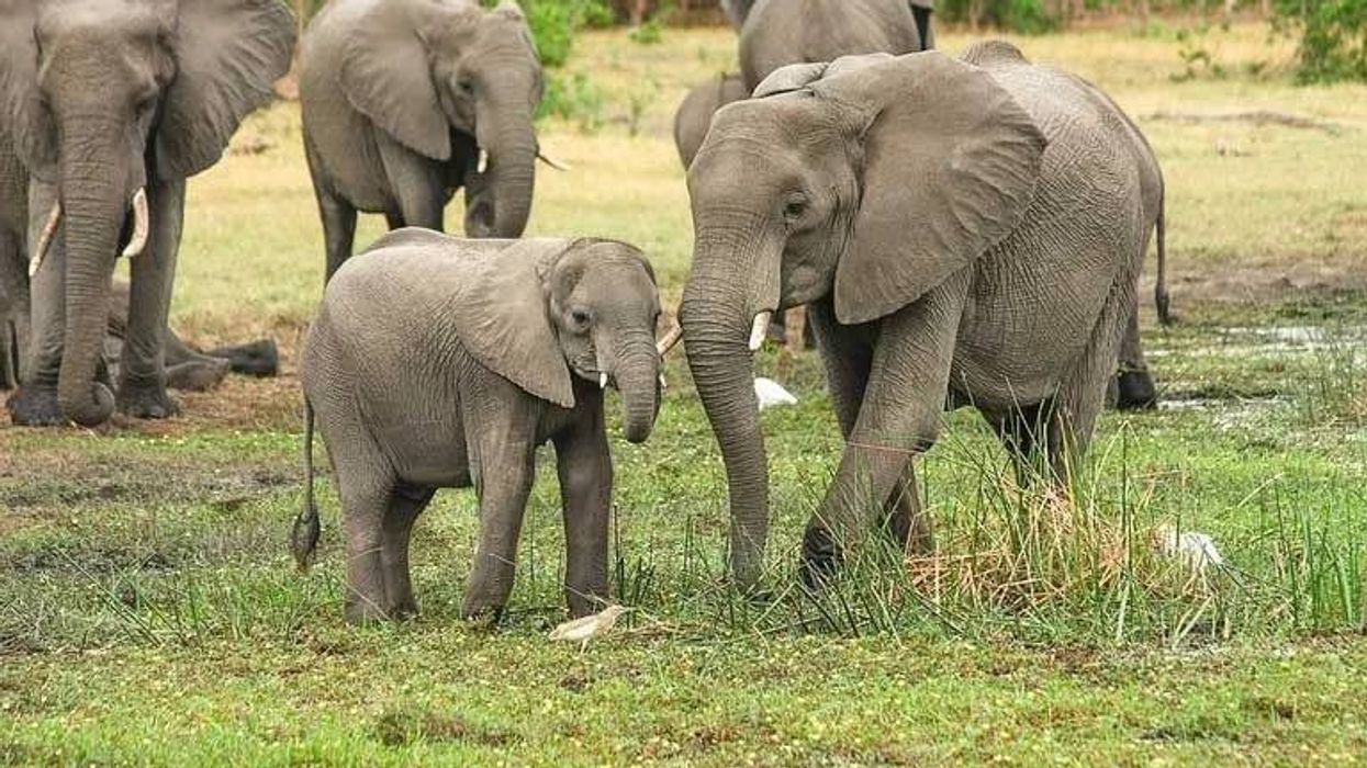 Read these African elephant facts about the largest mammal on our planet