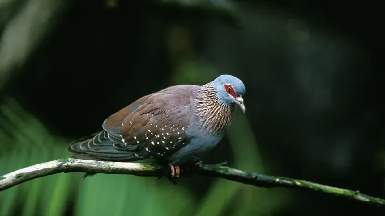 Read these African olive pigeon facts for kids that you are sure to love.