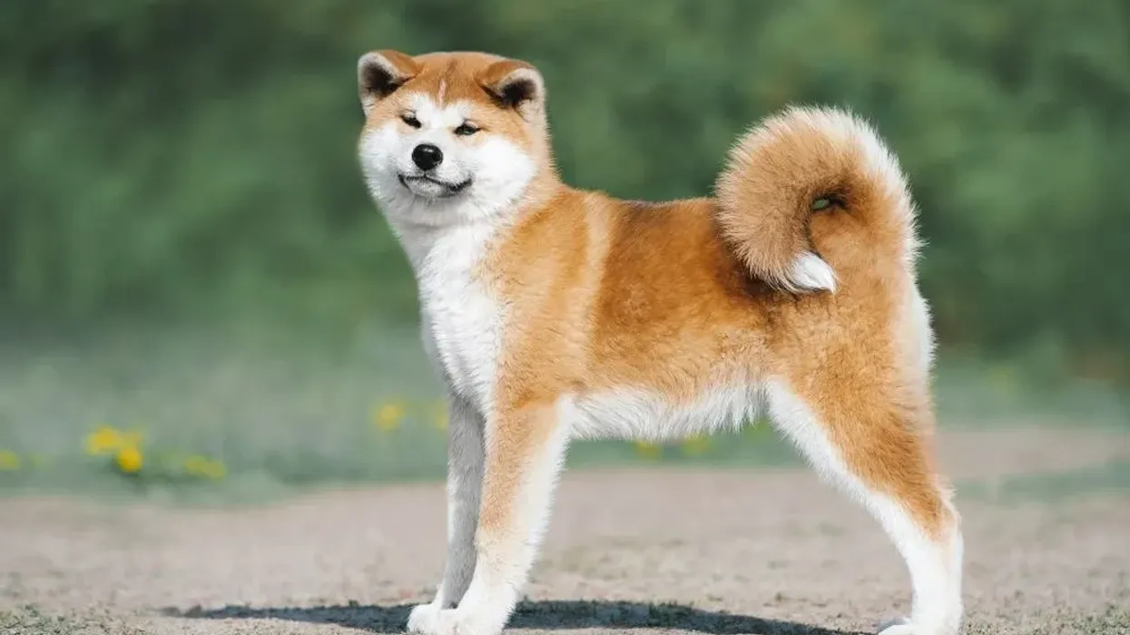 Read these Akita Inu facts to learn more about this beautiful mammal.