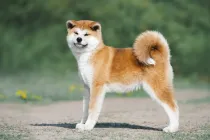 Read these Akita Inu facts to learn more about this beautiful mammal.