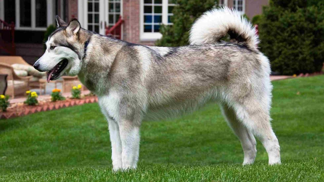 Read these Alaskan Malamute facts if you are looking to adopt this cute animal