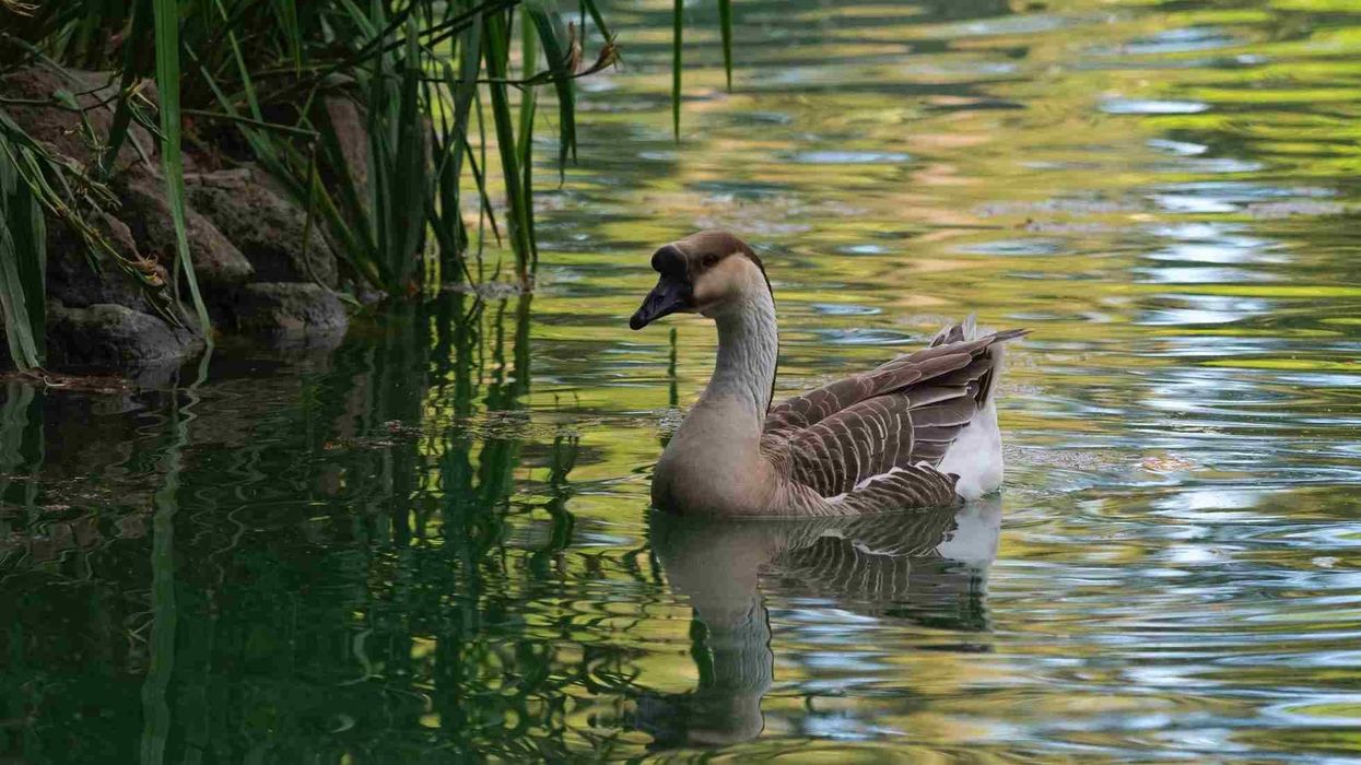 Read these amazing Chinese goose facts.