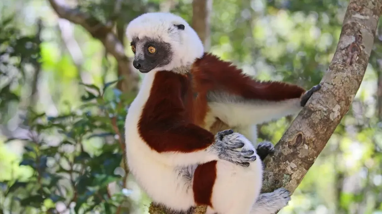 Read these amazing Coquerel's Sifaka facts.
