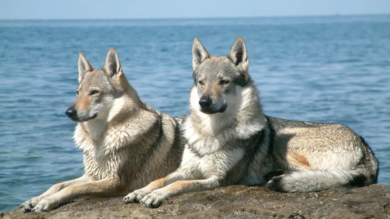 Read these amazing Czechoslovakian wolfdog facts for more knowledge.