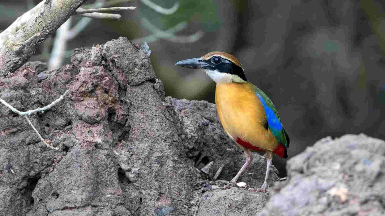 Read these amazing facts about mangrove pitta.