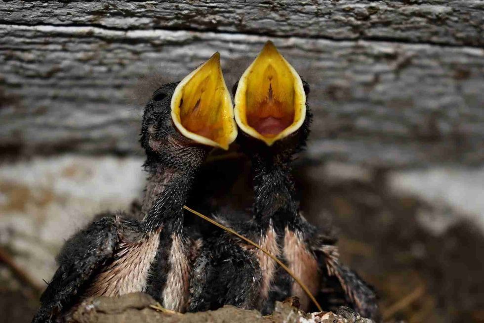 Read these amazing facts about when do baby birds leave the nest here at Kidadl.