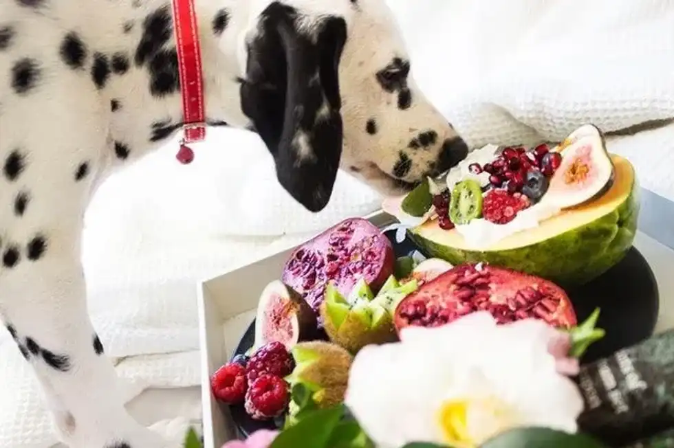 Can Dogs Have Citrus? Is It The 'Zest' Treat You Can Give Them?