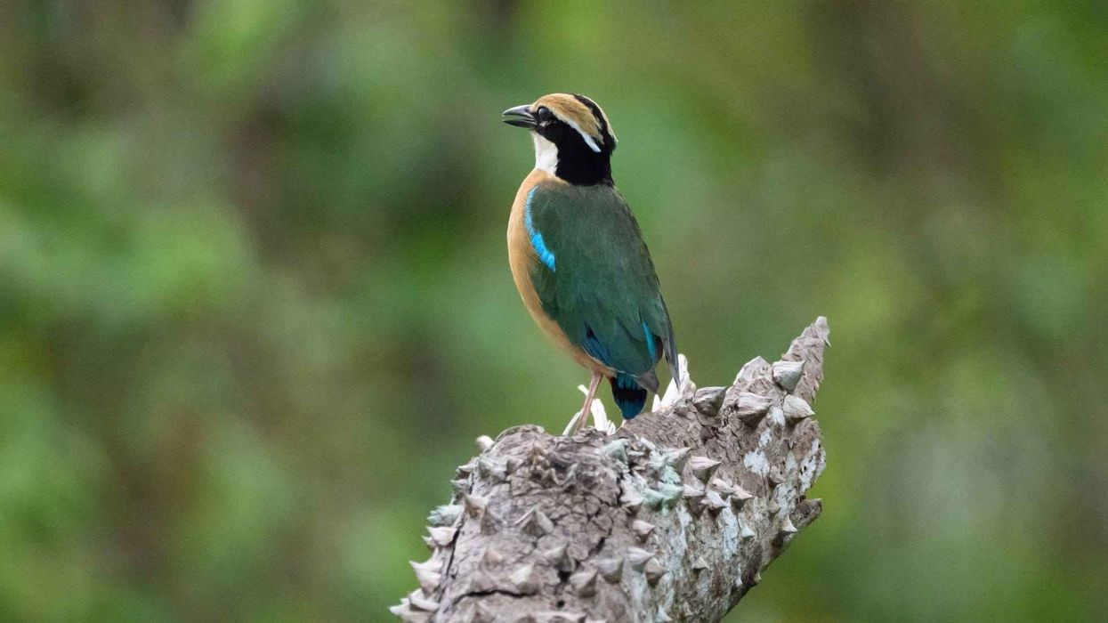 Read these amazing Indian pitta facts.