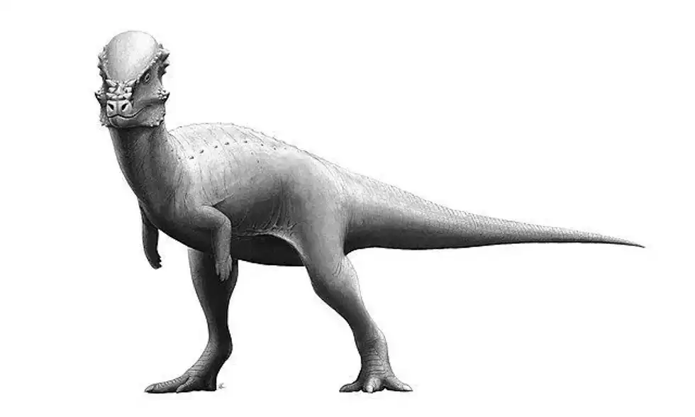 Read these amazing Microcephale facts.