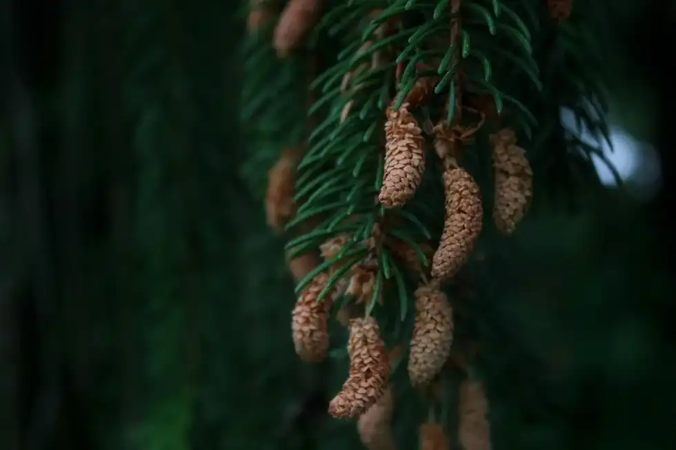 Read these amazing Norway Spruce Tree Facts.