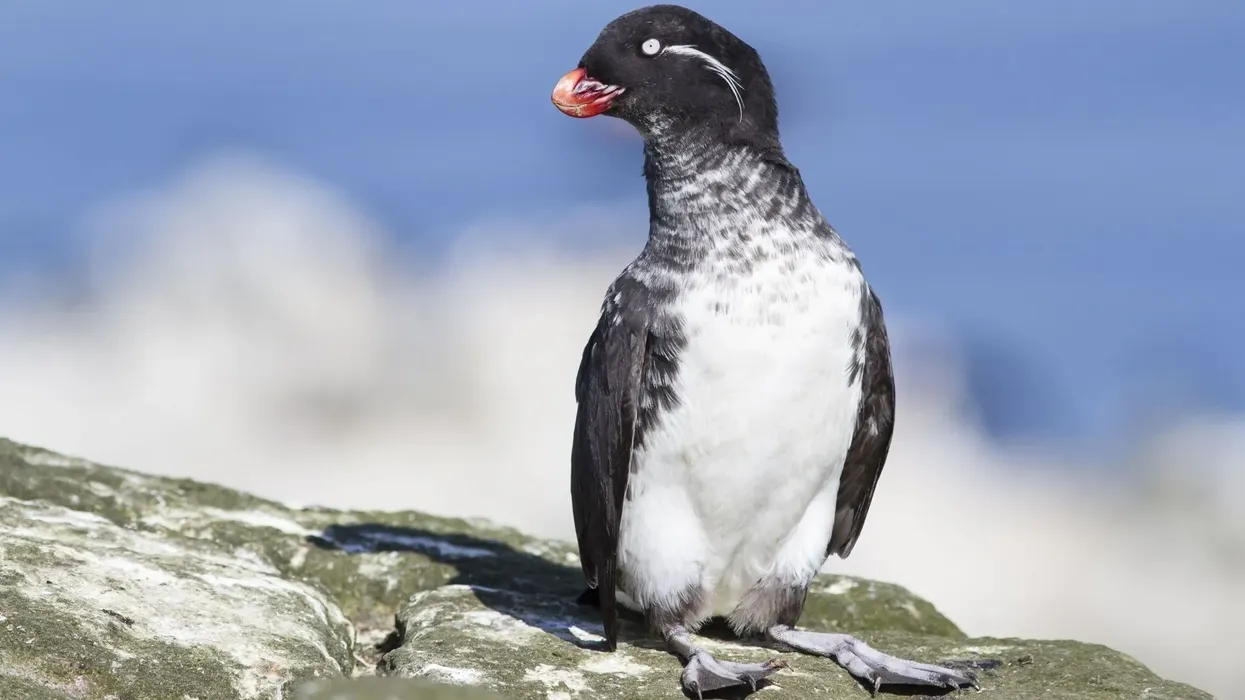 Read these amazing parakeet auklet facts.
