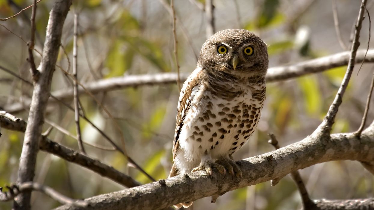 Read these amazing Pearl spotted owl facts.