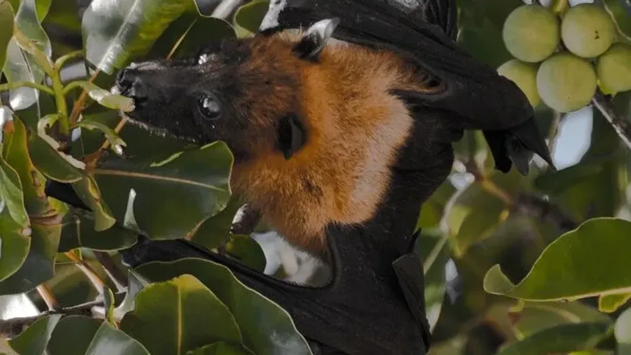 Read these amazing Pemba flying fox facts.