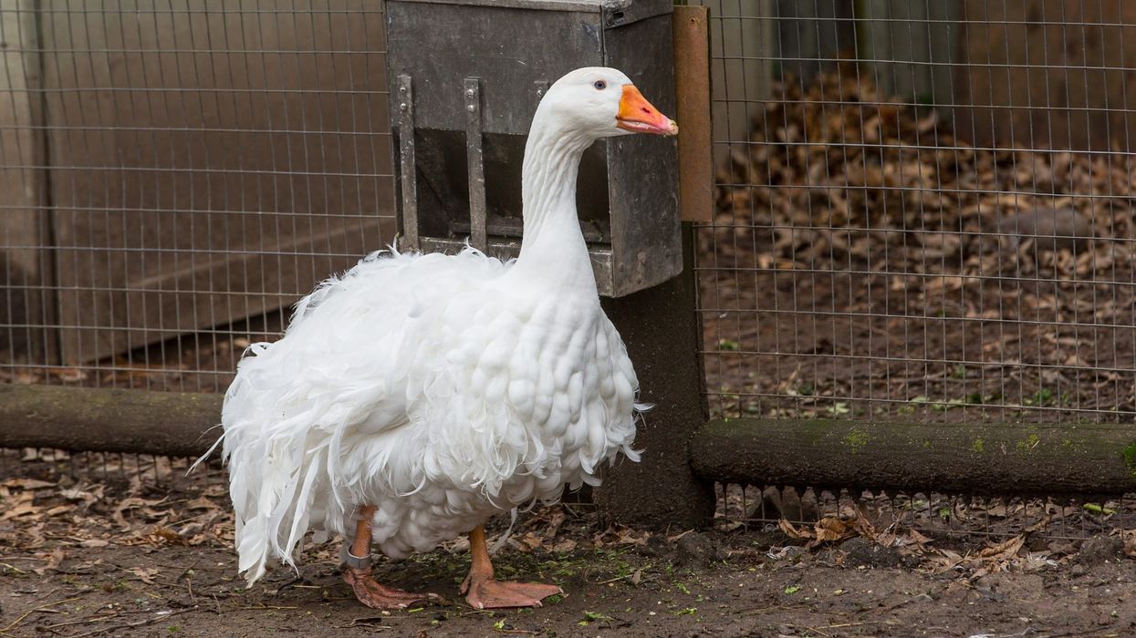 Read these amazing Sebastopol goose facts.