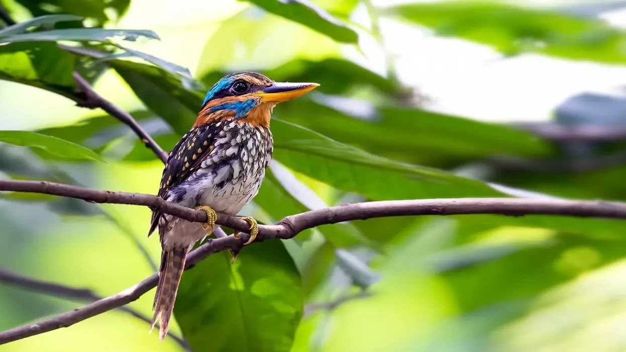Read these amazing spotted wood kingfisher facts here