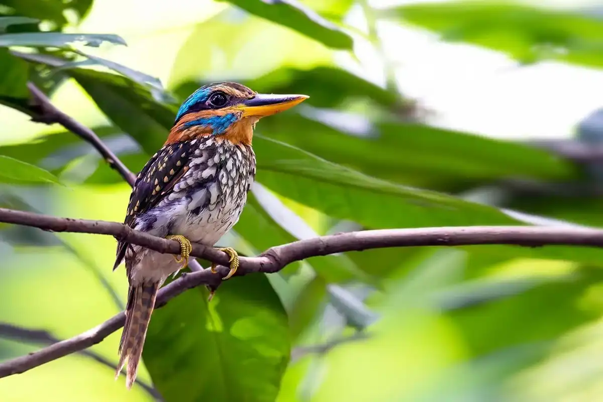 Read these amazing spotted wood kingfisher facts here