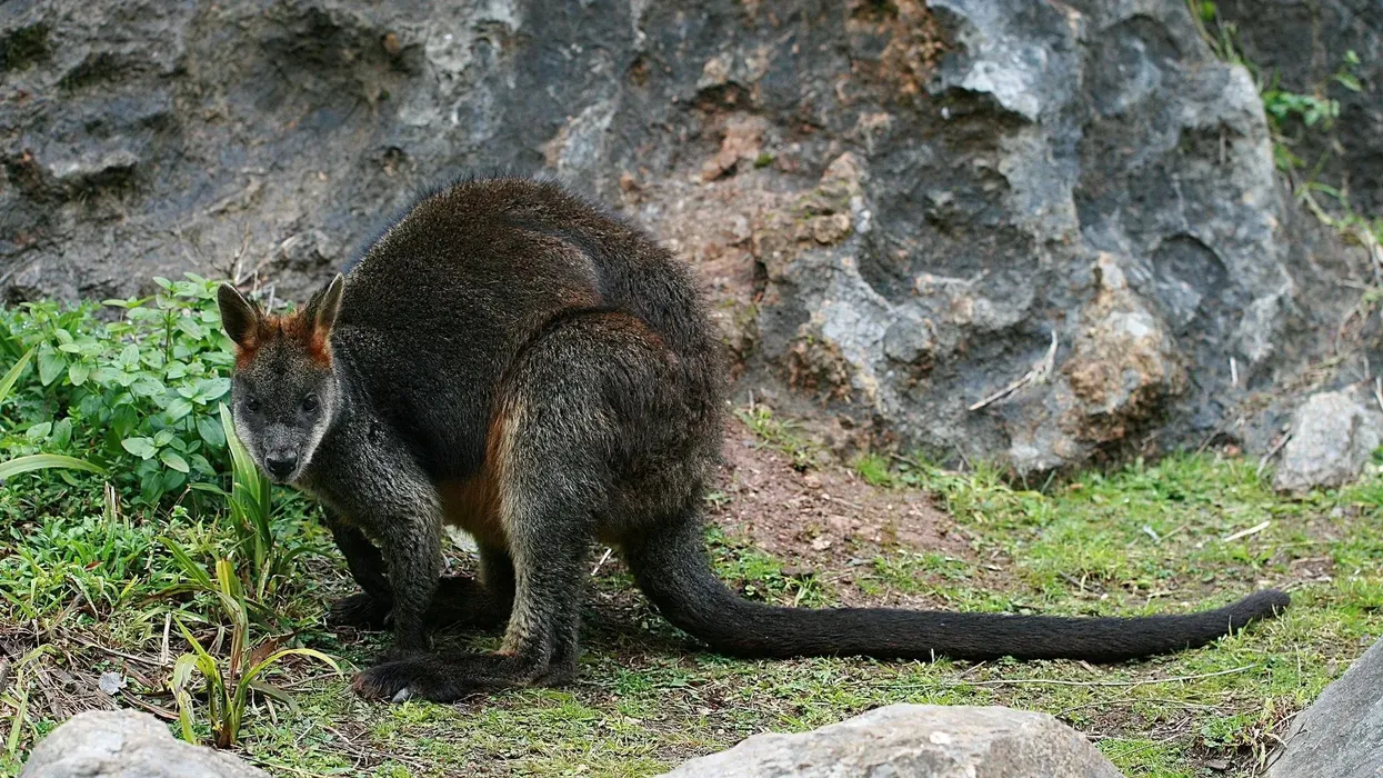 Read these amazing toolache wallaby facts.