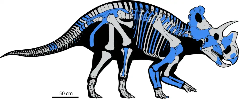 Read these amazing Wendiceratops facts.