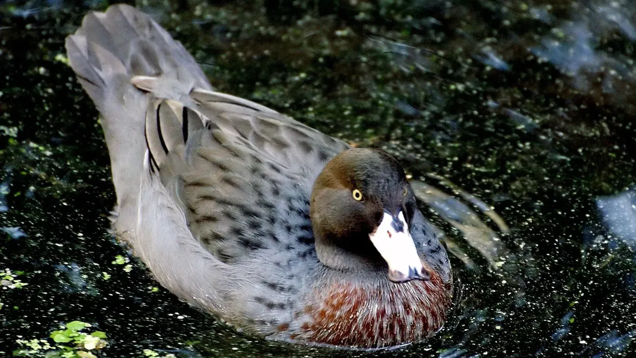 Read these amazing whio duck facts