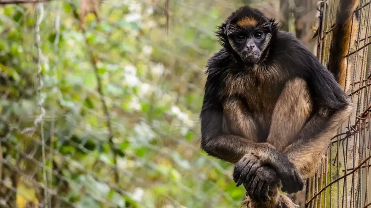Read these amazing white bellied spider monkey facts.