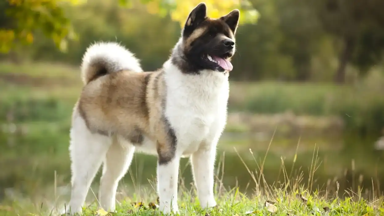 Read these American Akita facts to learn more about this amazing dog breed.