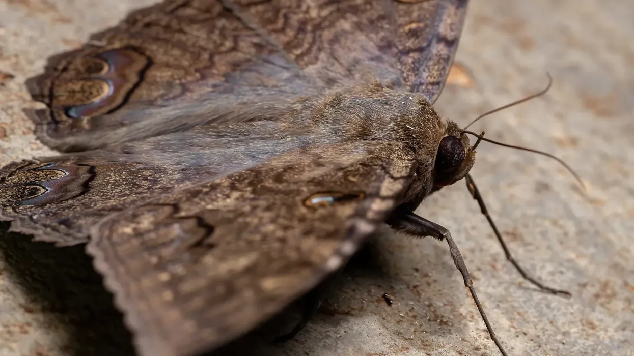 Read these amusing black witch moth facts about this moth associated with misfortune