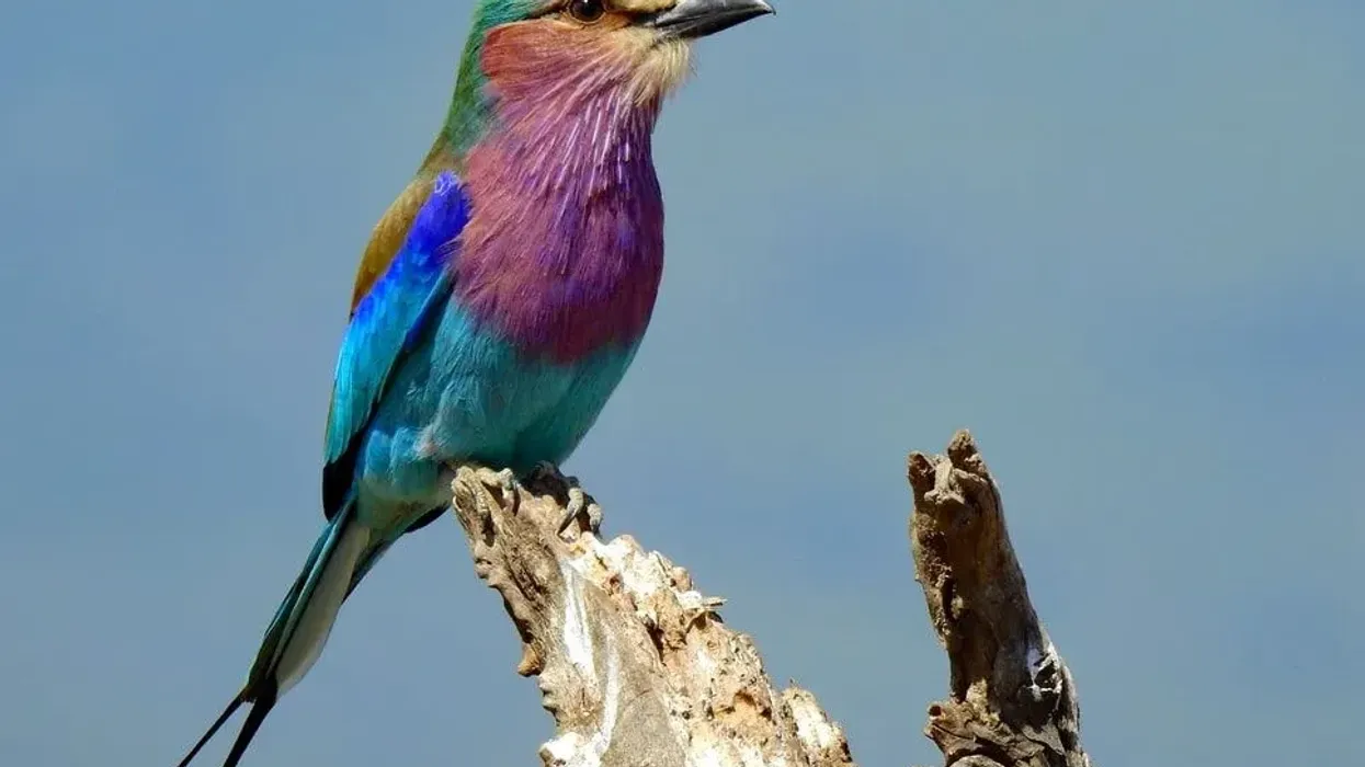 Read these amusing lilac-breasted roller facts about one of the most attractive birds of the world.