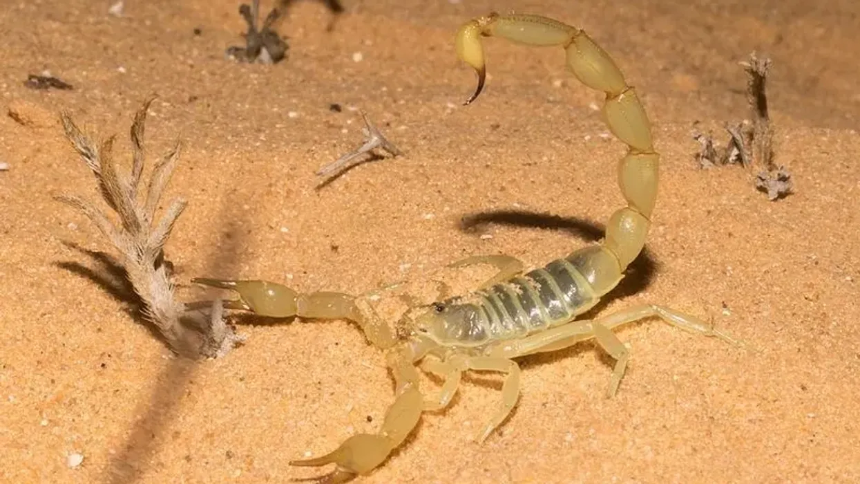 Read these Androctonus scorpion facts to learn more about this scorpion.