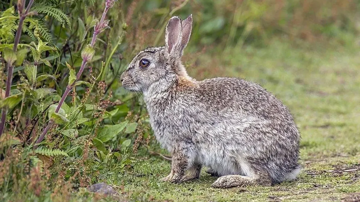 Read these Annamite striped rabbit facts to learn and know more about this rabbit.