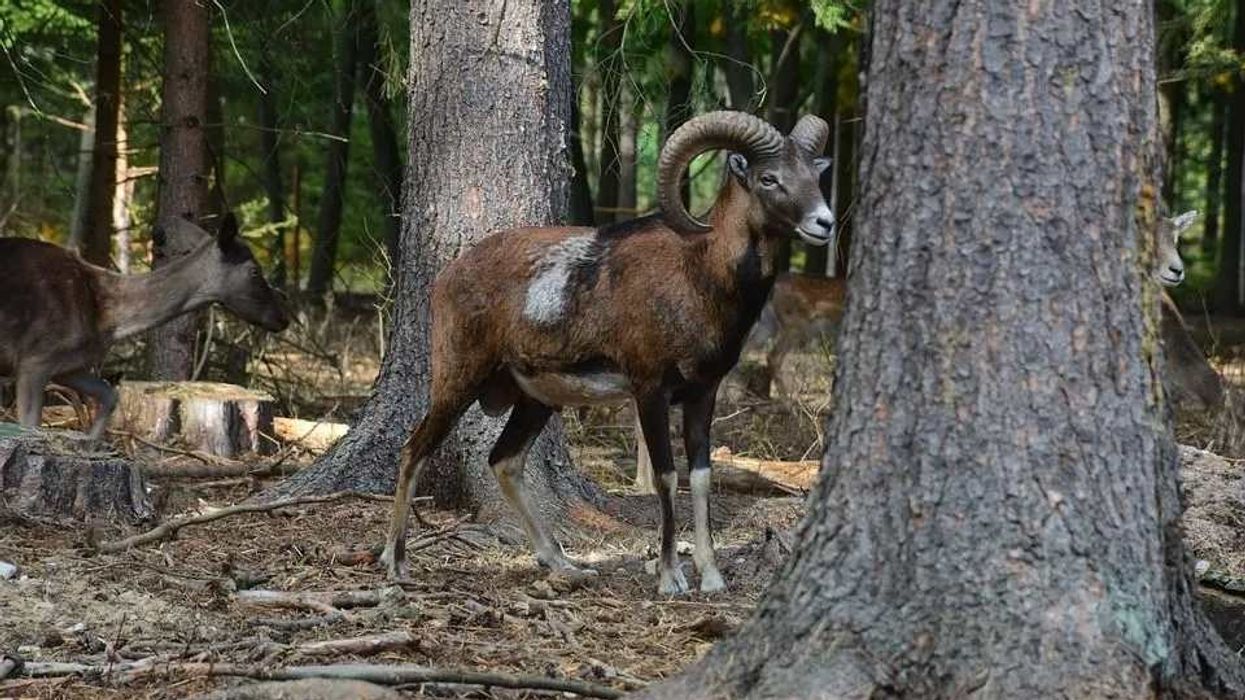 Read these argali facts to learn about the wild sheep that live in the mountains of Mongolia and Kazakhstan.